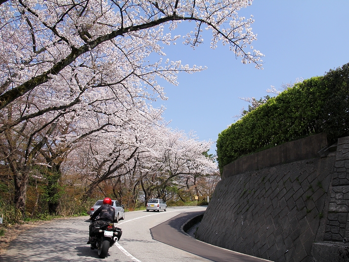 卯辰山公園線の桜