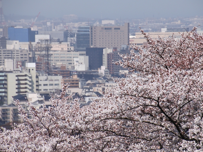 卯辰山から眺めた金沢市街と桜