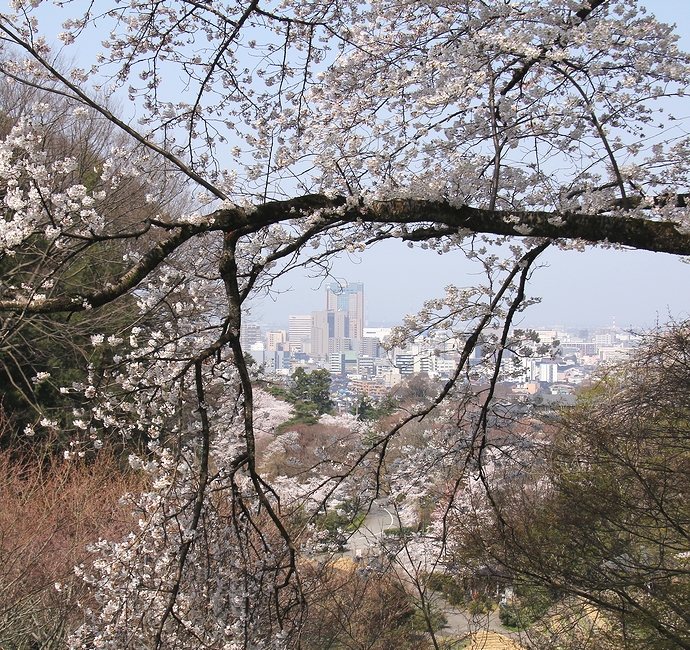 卯辰山から眺めた金沢市街と桜