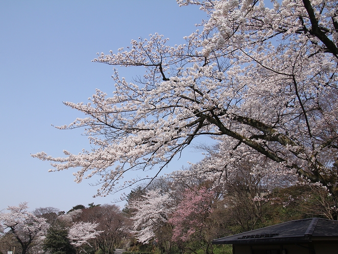 卯辰山公園花菖蒲園の桜