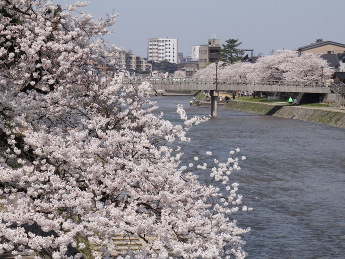 桜と梅の橋（金沢市浅野川）