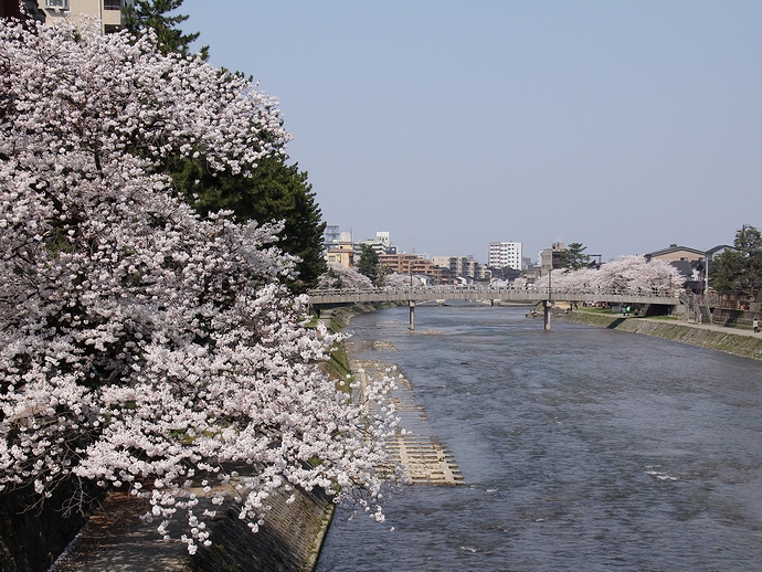 金沢の桜風景　浅野川と桜