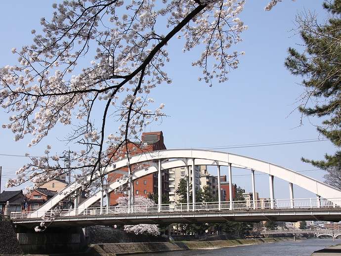 桜と天神橋（金沢市浅野川）