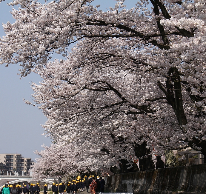 金沢・浅野川　満開の桜並木