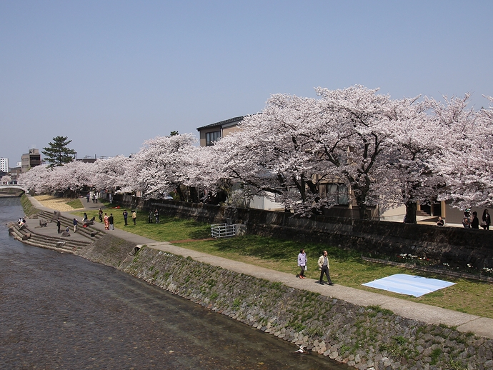 金沢　浅野川の桜並木