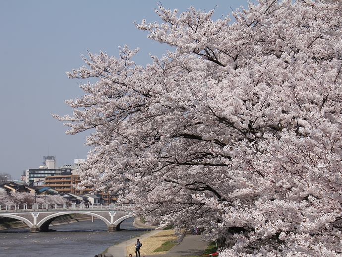 金沢の桜風景　桜と浅野川大橋