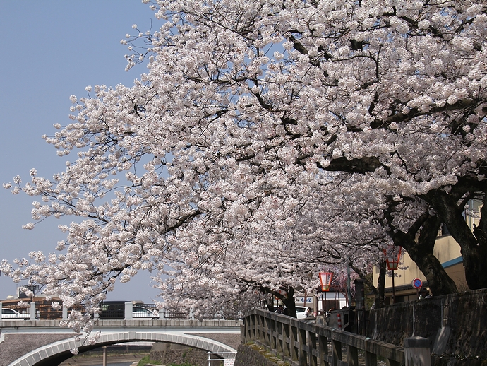 桜と浅野川大橋（金沢市浅野川）