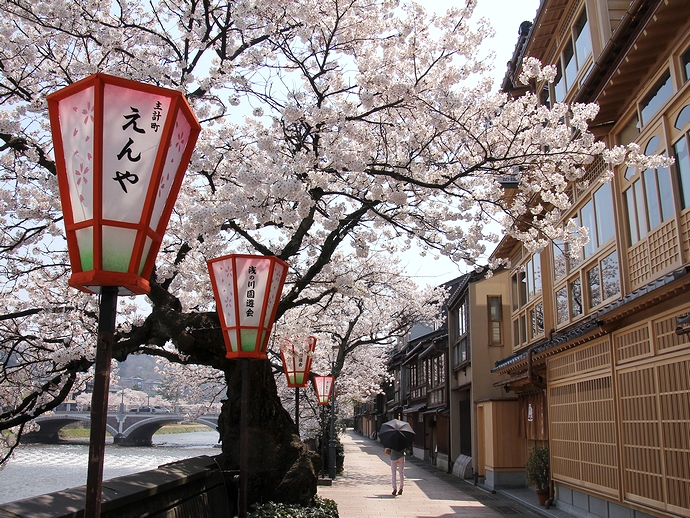 金沢・主計町茶屋街の桜風景