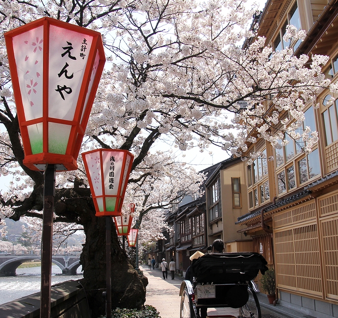 金沢の桜風景　主計町茶屋街の桜並木