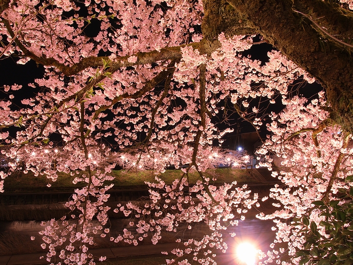 夜桜３つ ふくみつ千本桜 向野の江戸彼岸桜 喜多家のしだれ桜 富山県