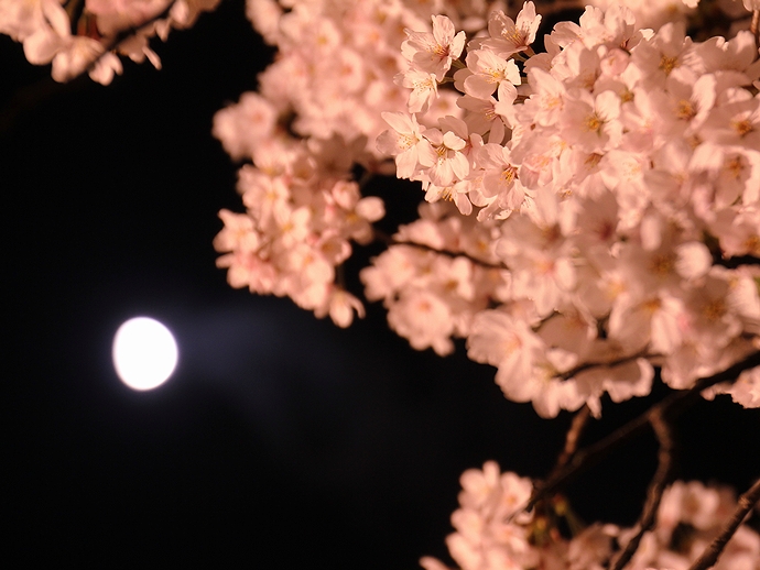 桜と月の競演（福光千本桜にて）