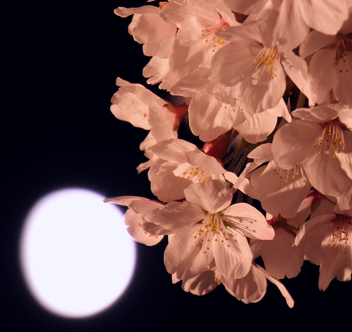 桜と月の競演（福光千本桜にて）
