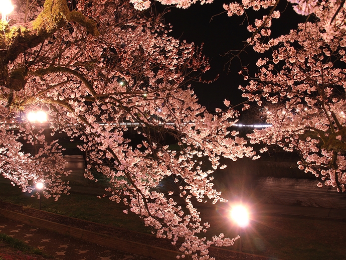 桜のカーテン　福光の千本桜
