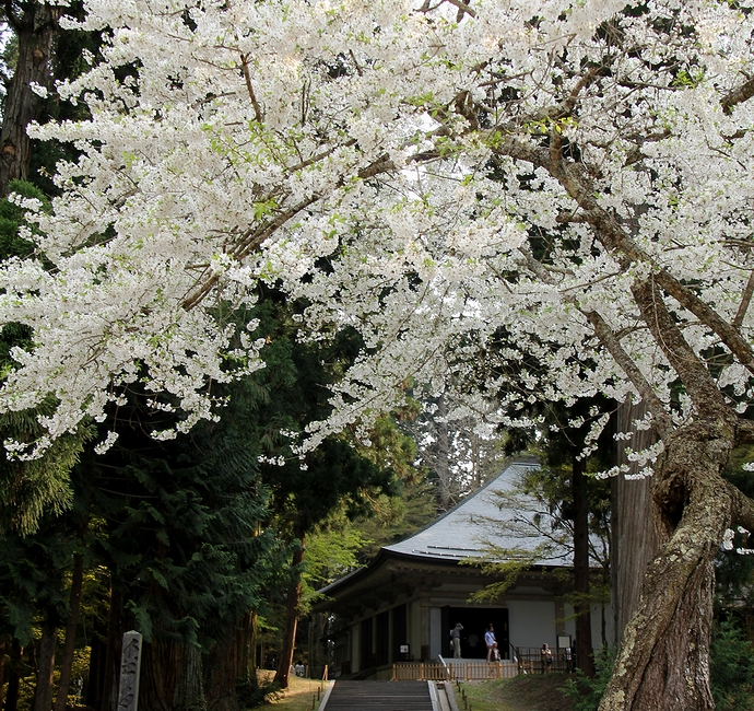 みちのくの世界遺産 桜舞う平泉の中尊寺を訪ねて 14春の東北紀行 その２ 神社仏閣 お城
