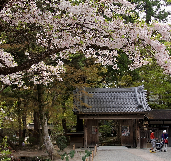 みちのくの世界遺産 桜舞う平泉の中尊寺を訪ねて 14春の東北紀行 その２ 神社仏閣 お城