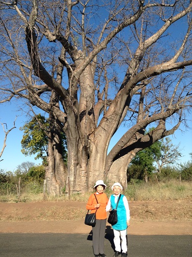 巨大バオバブの木