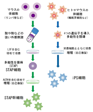 STAP細胞とIPS細胞