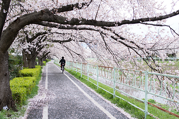 桜風景5-3