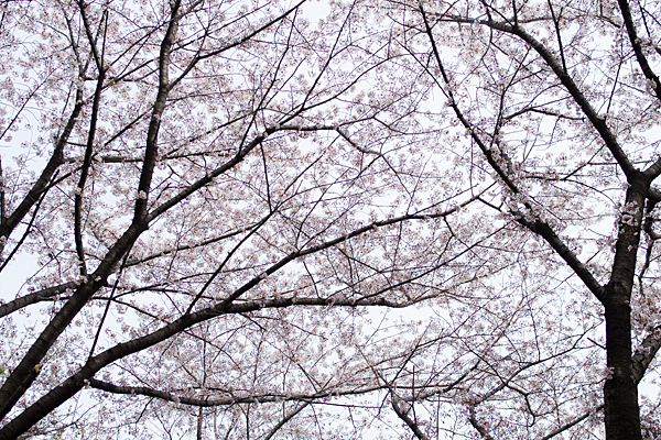 桜風景5-4