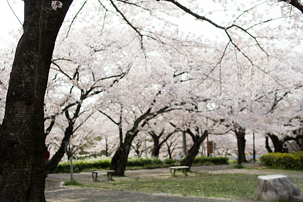 桜風景5-5