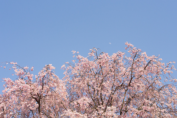 桜風景5-6