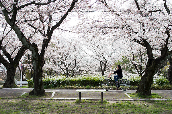 桜風景1-2