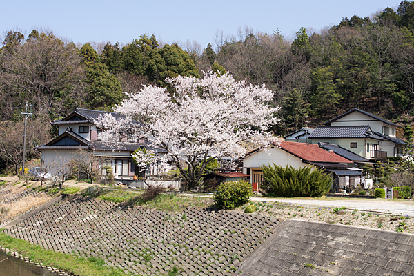 桜風景1-5