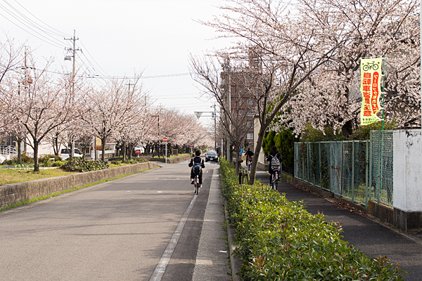 桜風景1-7