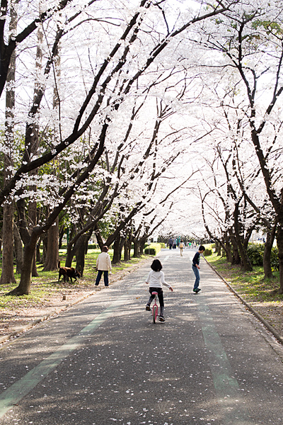 桜風景1-9