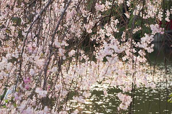 桜風景7-10