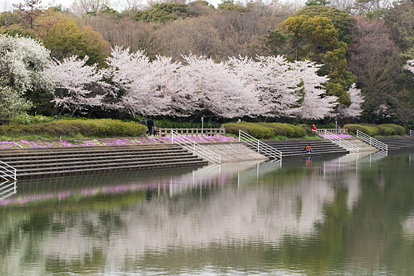 桜風景3-8