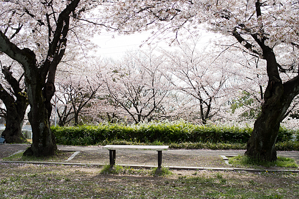 桜風景4-1