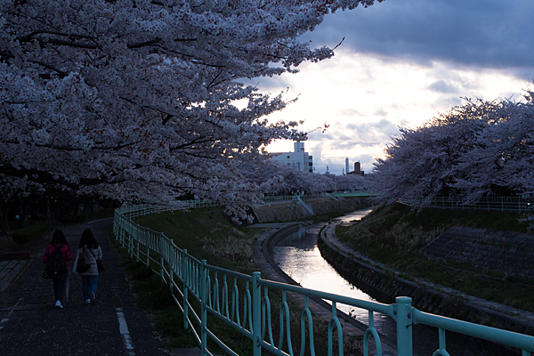 桜風景4-12