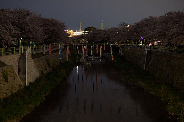 桜風景4-13