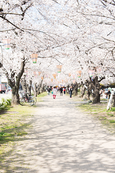 桜風景2-7