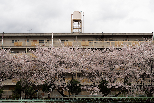香流川桜-3
