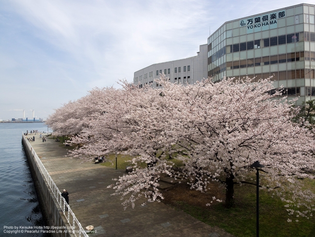 みなとみらい 新港パークの桜