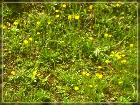 黄色の花4