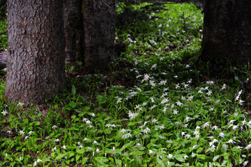 blog (4x6) 95 Fawn Lily, Paradise, Mt. Rainier, WA_DSC7910-7.22.14.(1).jpg